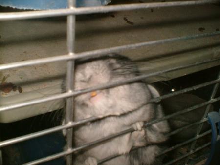 sa ses mon chinchila