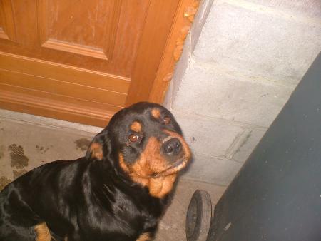 sa ses mon chien volcane