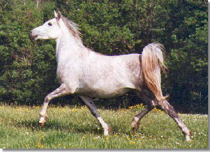 voila mon animal prefere
