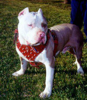 pitbull