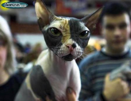trop bizare se chat