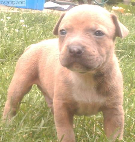 pit